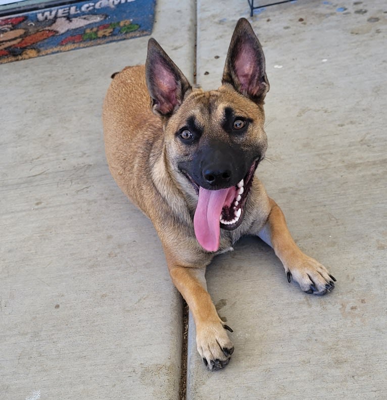 Belgian malinois sales corgi mix