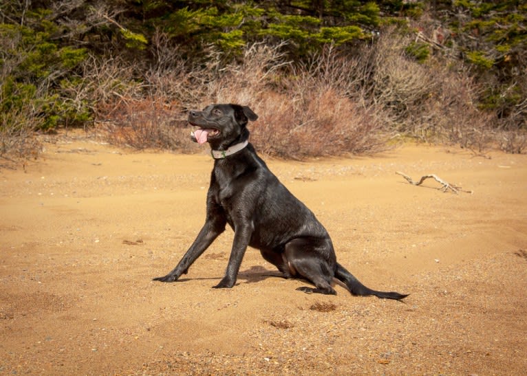 Cinder, a Newfoundland and Labrador Retriever mix tested with EmbarkVet.com