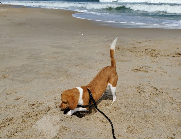 Chewy, a Beagle tested with EmbarkVet.com