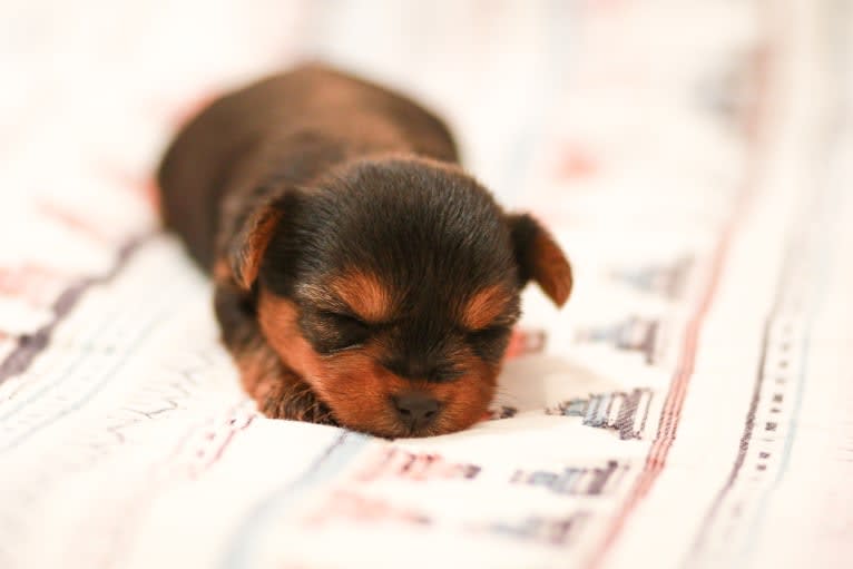 Rosie, a Yorkshire Terrier tested with EmbarkVet.com