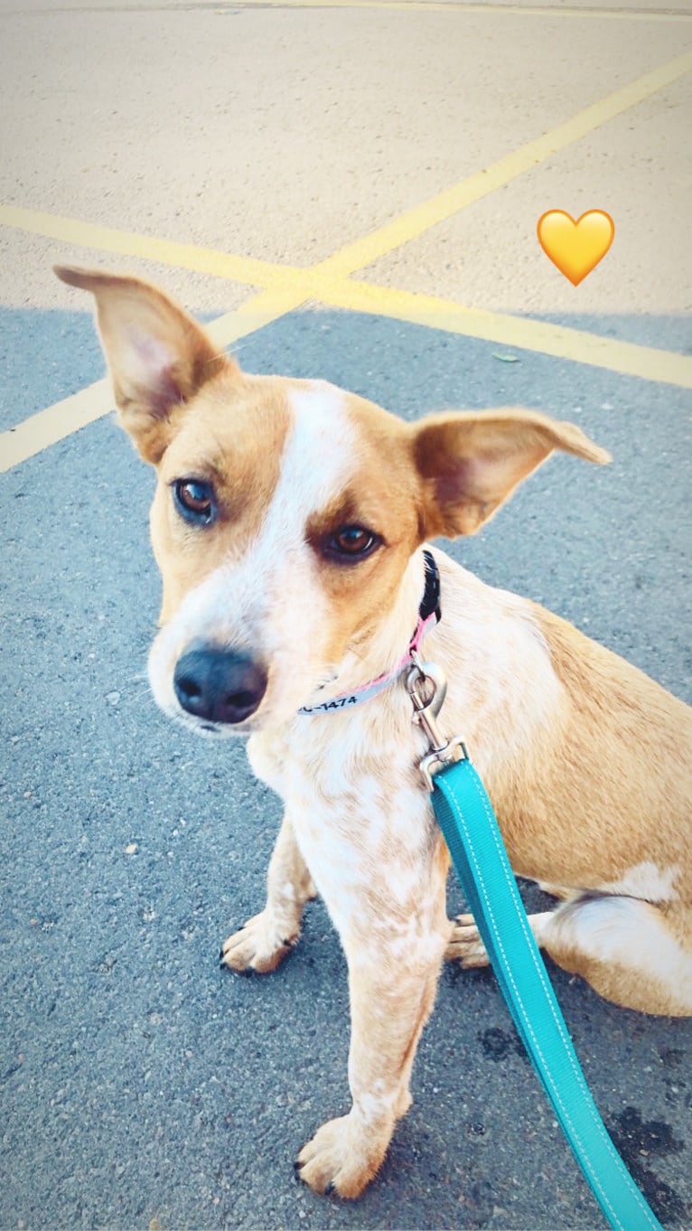 Gabby, an Australian Cattle Dog and American Pit Bull Terrier mix tested with EmbarkVet.com