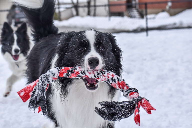 Bohdi, a Border Collie tested with EmbarkVet.com