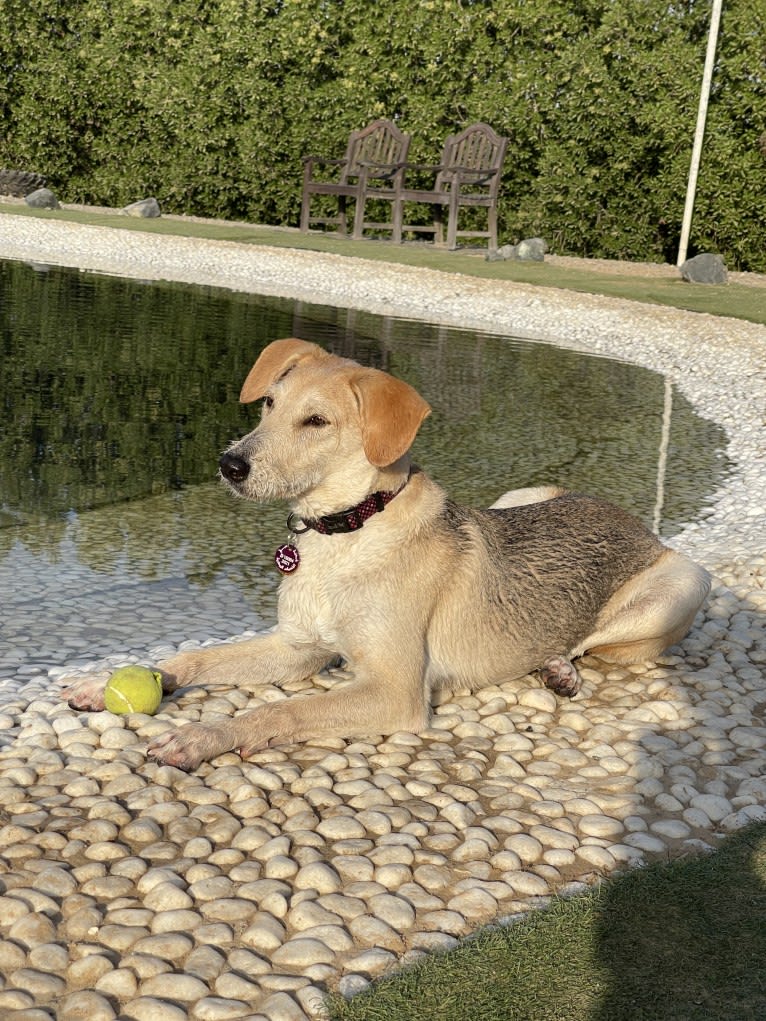 Ozzie, a West Asian Village Dog tested with EmbarkVet.com
