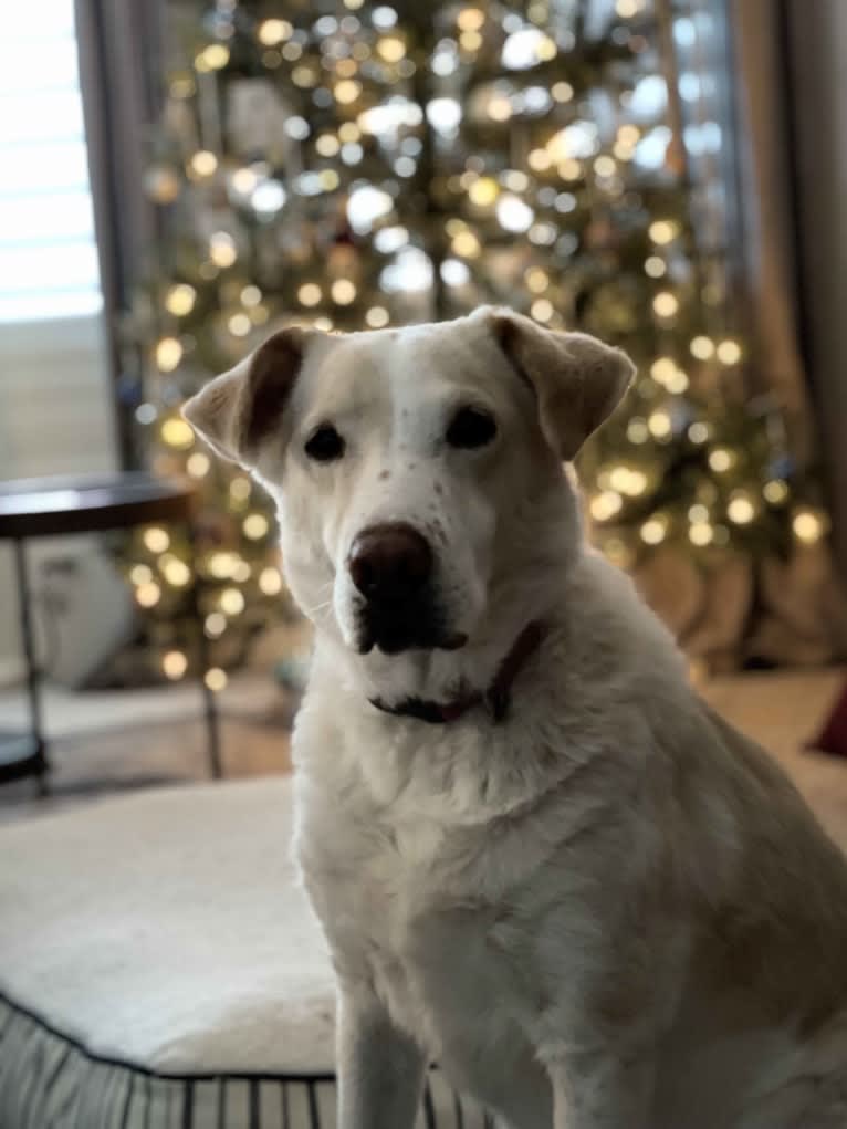 Berty, a Labrador Retriever and American Pit Bull Terrier mix tested with EmbarkVet.com