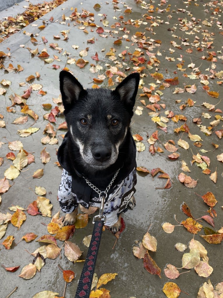 Hiro, a Shiba Inu tested with EmbarkVet.com