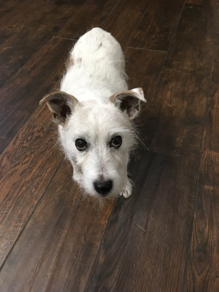 Phoebe Buffay, a Russell-type Terrier tested with EmbarkVet.com