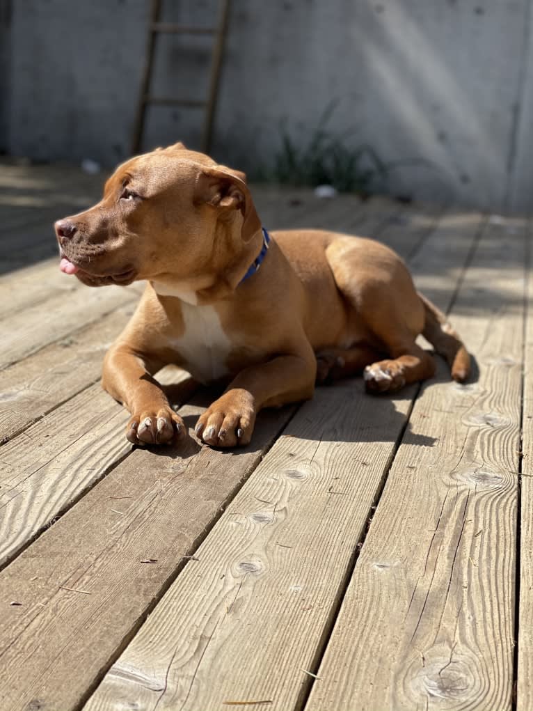 Jasper, an American Bully tested with EmbarkVet.com