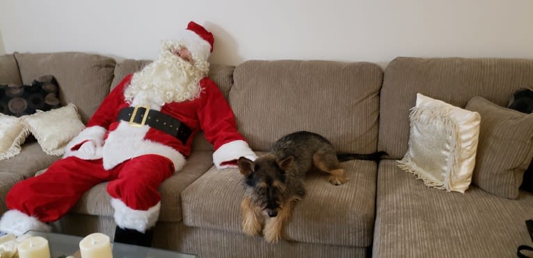 Cooper, a Miniature Schnauzer and German Shepherd Dog mix tested with EmbarkVet.com