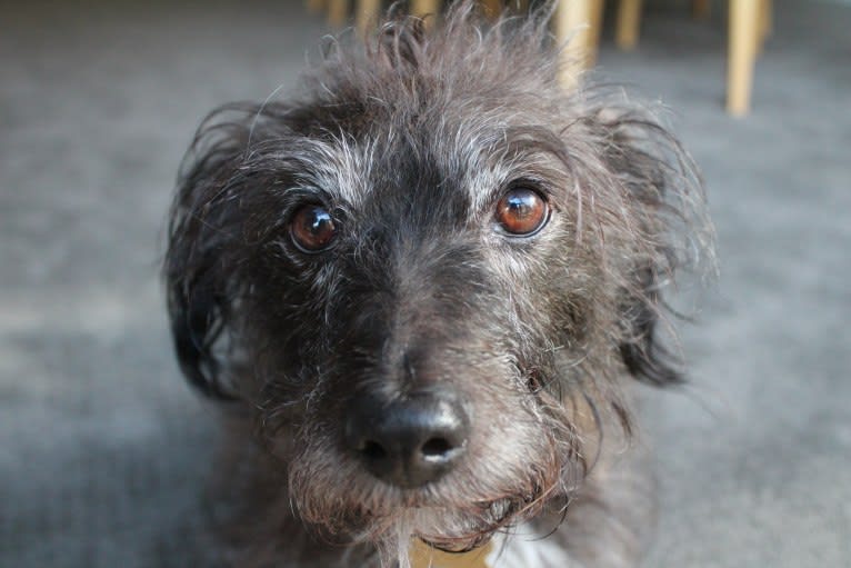 Jack, a Russell-type Terrier and Poodle (Small) mix tested with EmbarkVet.com