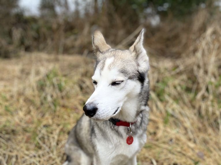 Jack Daniels, an Alaskan-type Husky tested with EmbarkVet.com