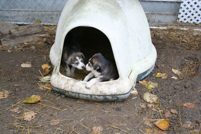 Jack Daniels, an Alaskan-type Husky tested with EmbarkVet.com