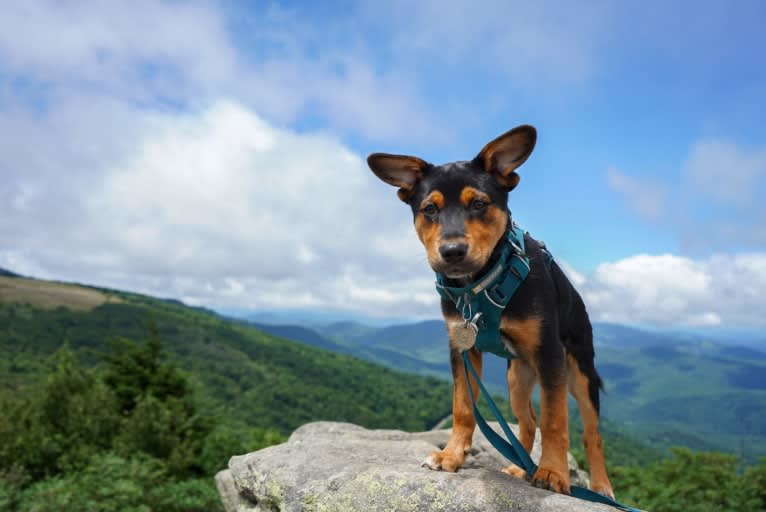 Gimli, an Australian Cattle Dog and Rottweiler mix tested with EmbarkVet.com