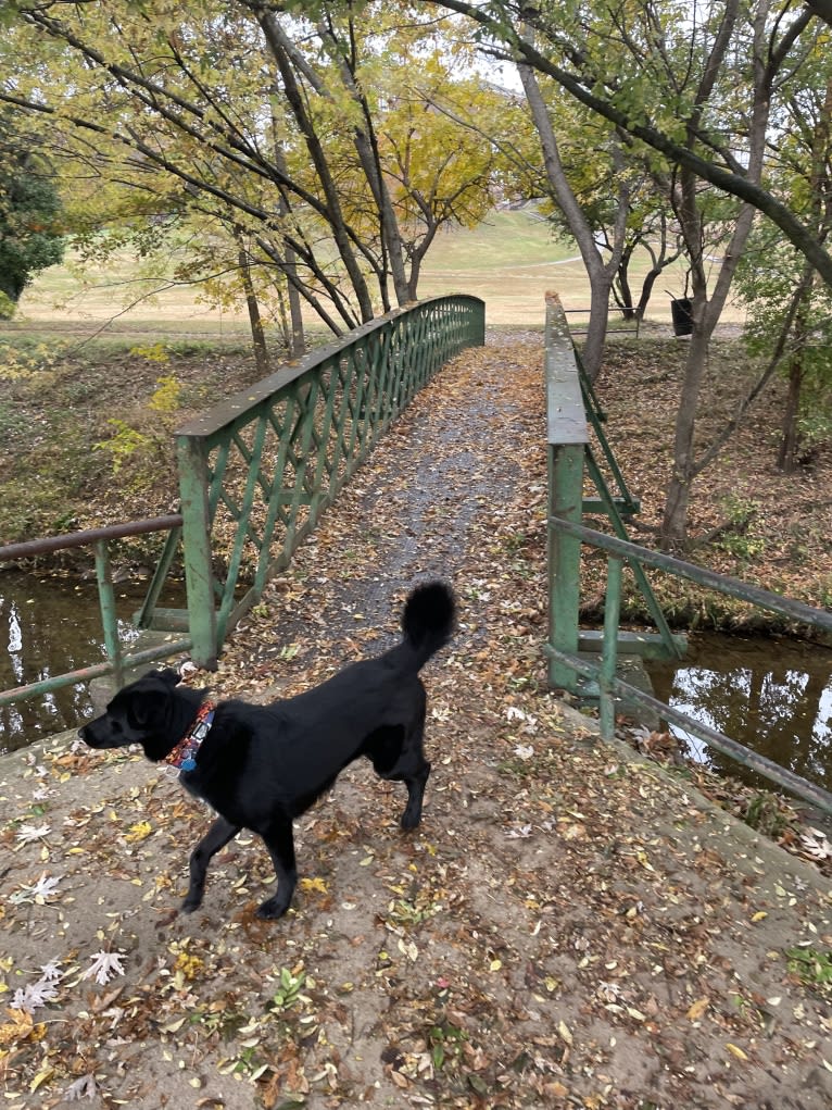 Ziggy, an Australian Cattle Dog and Collie mix tested with EmbarkVet.com