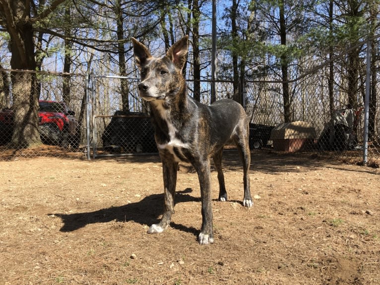 Lars, a German Shepherd Dog and Collie mix tested with EmbarkVet.com