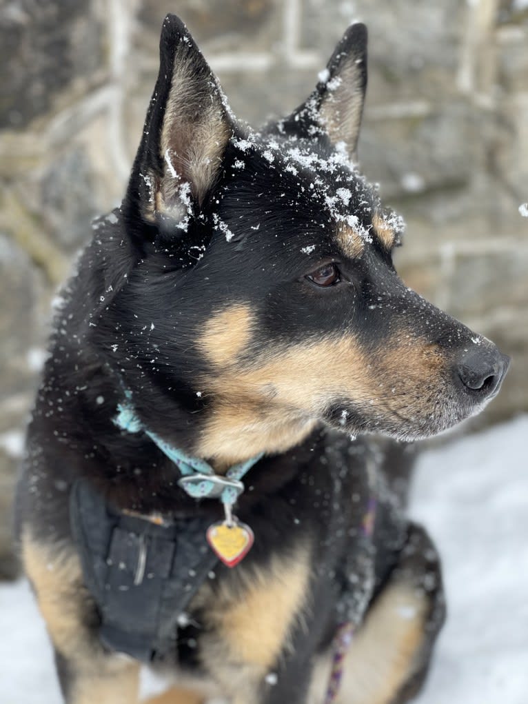 Billy, a Siberian Husky and Labrador Retriever mix tested with EmbarkVet.com