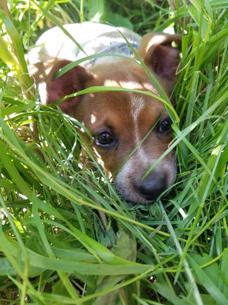 Tulsa Bleu, an Australian Cattle Dog and American Pit Bull Terrier mix tested with EmbarkVet.com