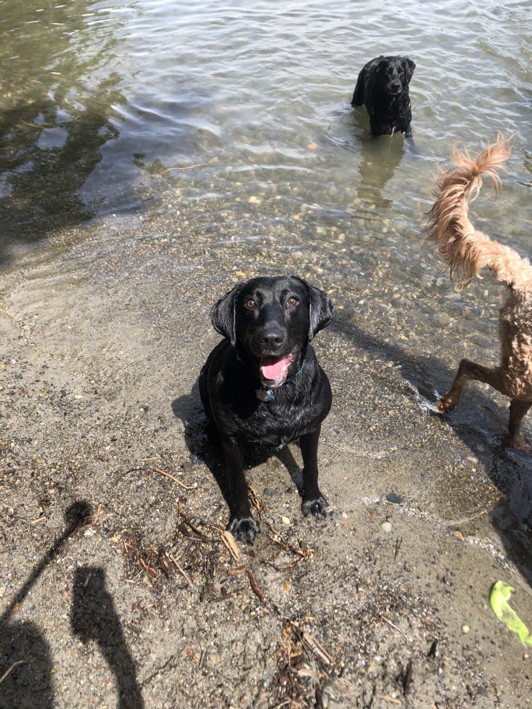 Juno, a Labrador Retriever and Mountain Cur mix tested with EmbarkVet.com