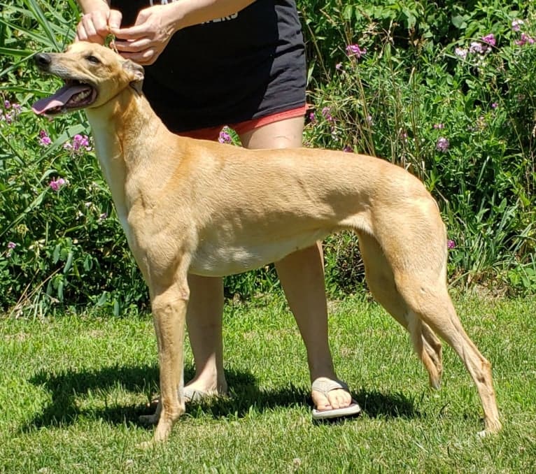 Erika, a Greyhound tested with EmbarkVet.com