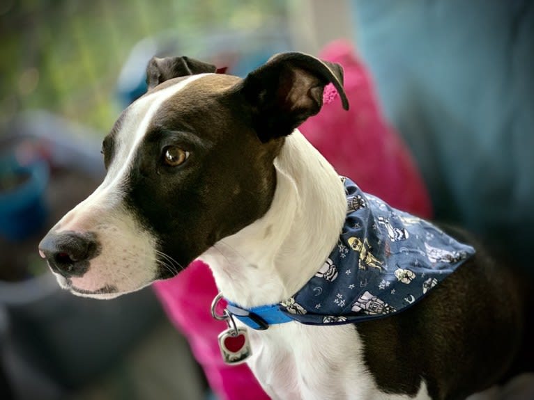 Digby Naruhito, Crown Prince of Galt, an American Pit Bull Terrier and Collie mix tested with EmbarkVet.com