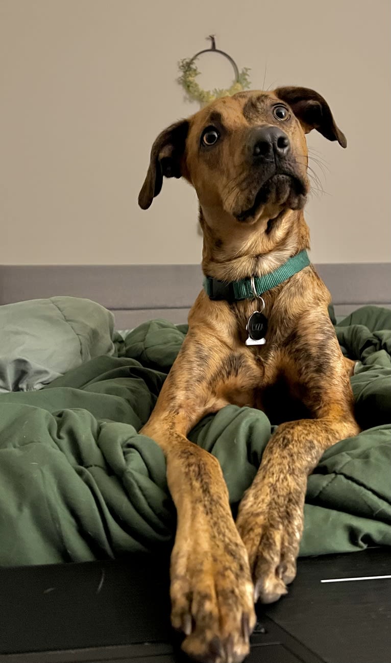 Lyza, a Catahoula Leopard Dog and American Pit Bull Terrier mix tested with EmbarkVet.com