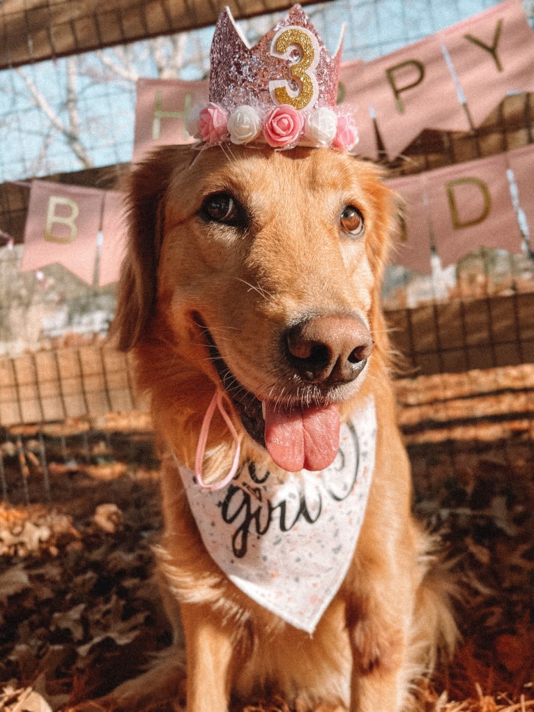 Marley, a Golden Retriever tested with EmbarkVet.com