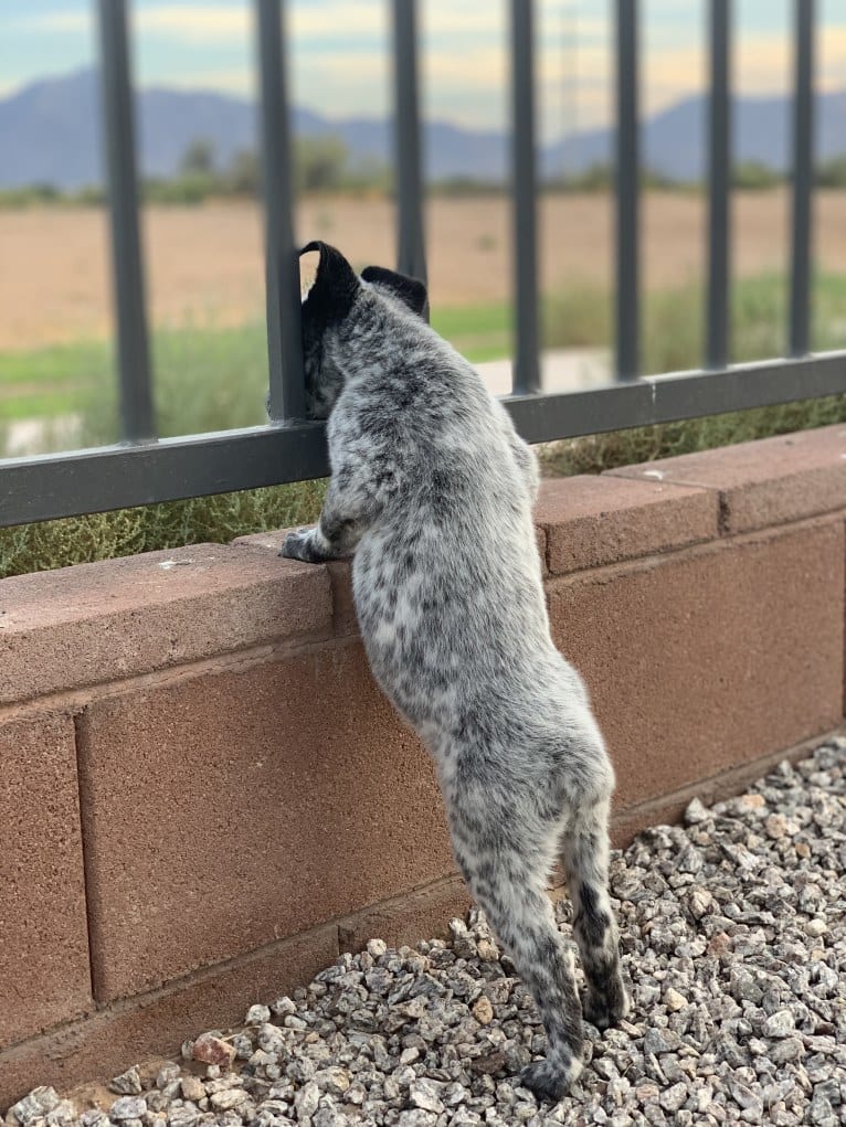 Willow, an Australian Cattle Dog tested with EmbarkVet.com