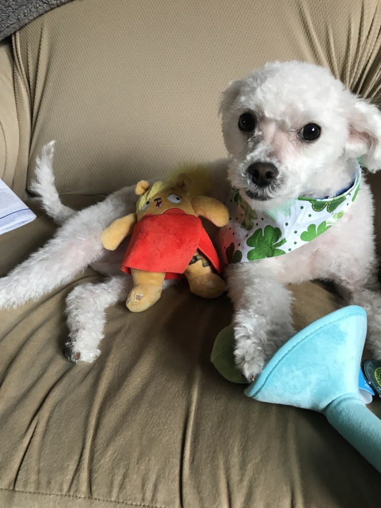 Charlie, a Poodle (Small) and Chihuahua mix tested with EmbarkVet.com