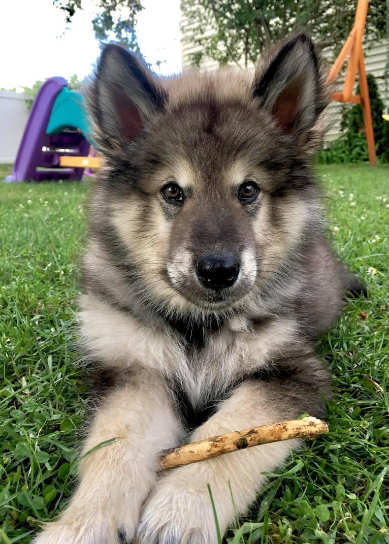 Appa, an Alaskan Malamute tested with EmbarkVet.com