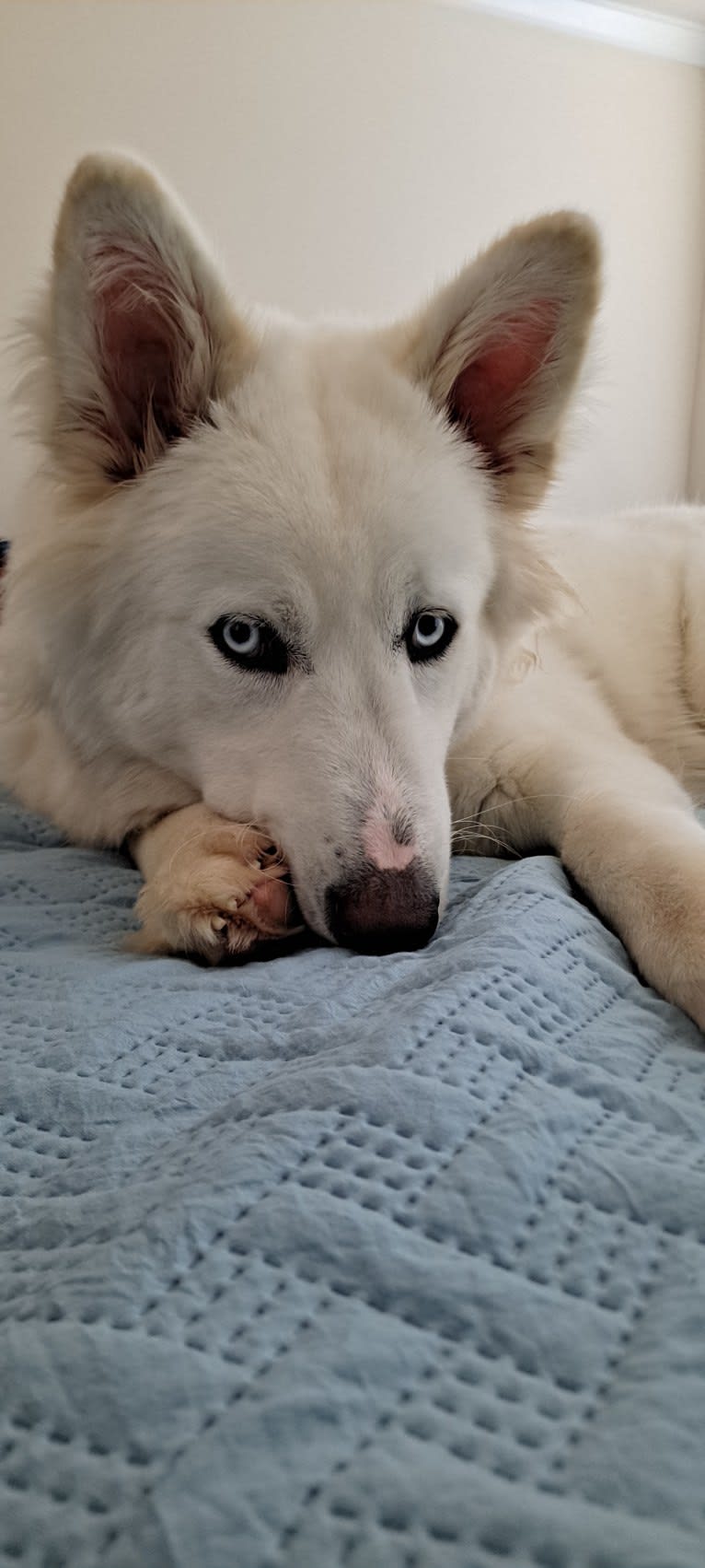 Dakota, a Siberian Husky and Alaskan Malamute mix tested with EmbarkVet.com