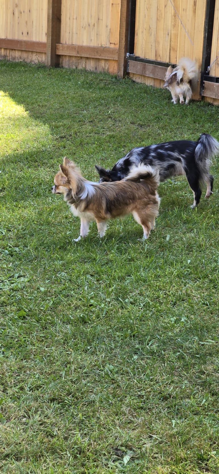 Capone, a Chihuahua tested with EmbarkVet.com