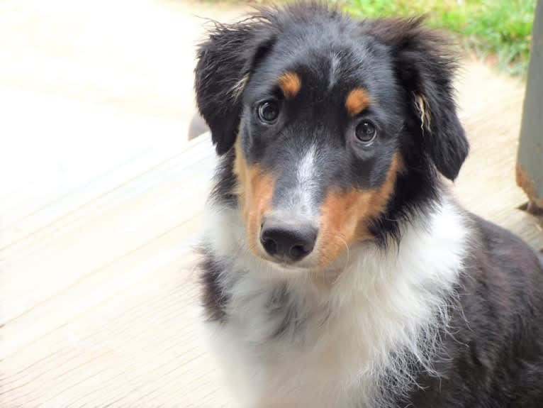 Jebediah Raphael, an English Shepherd tested with EmbarkVet.com