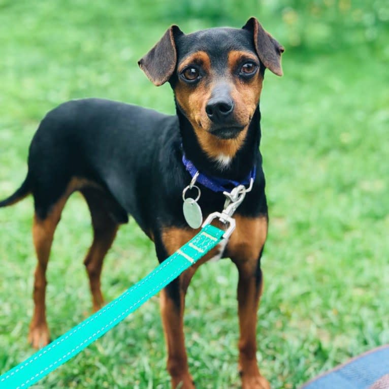 Alfie, a Miniature Pinscher and Rat Terrier mix tested with EmbarkVet.com