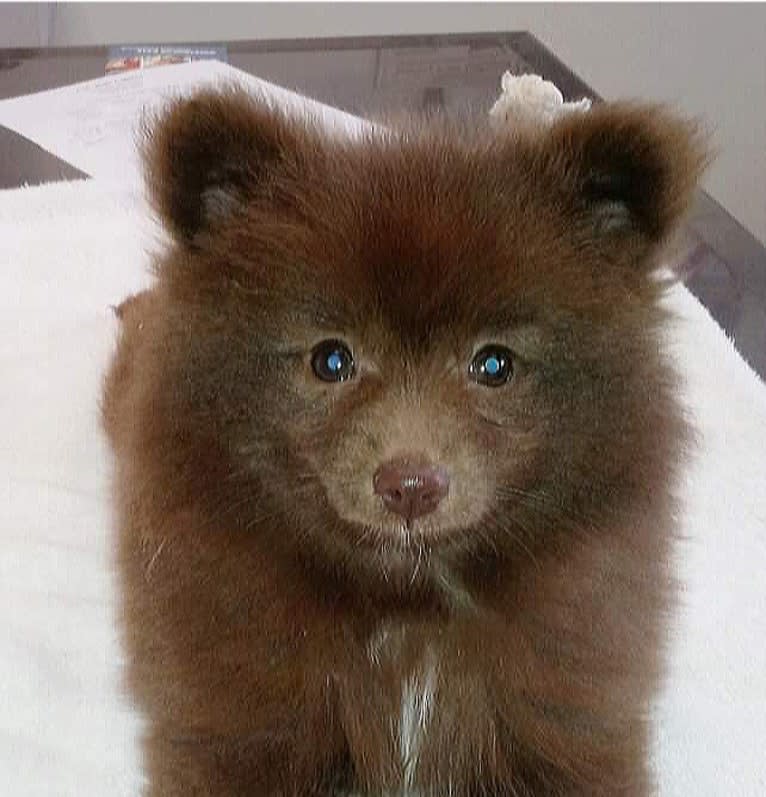 Brownie, a Pomeranian tested with EmbarkVet.com