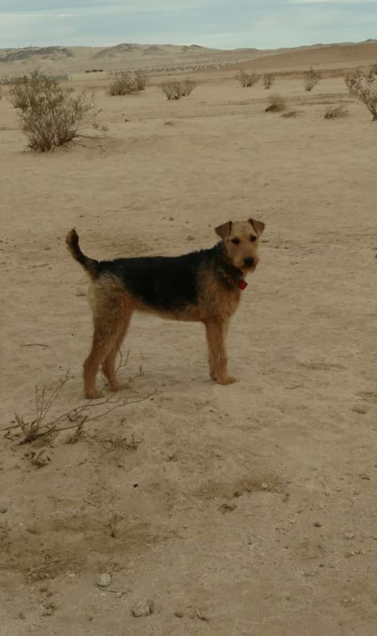 Sasha, an Airedale Terrier tested with EmbarkVet.com