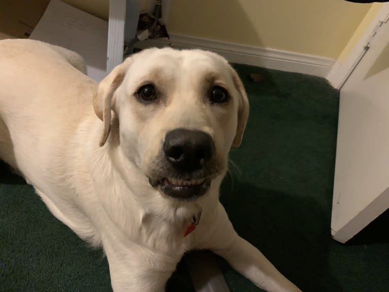 Pongo, a Labrador Retriever tested with EmbarkVet.com