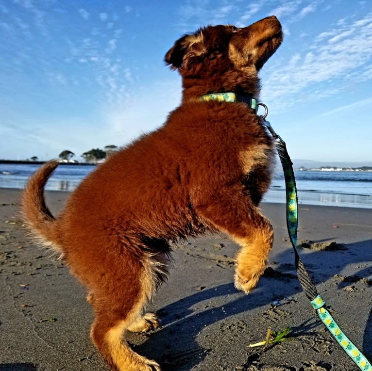 Penny, a Border Collie and American Pit Bull Terrier mix tested with EmbarkVet.com