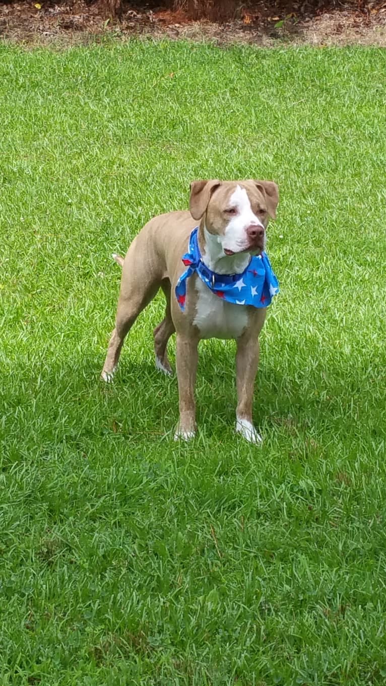 Clyde, an American Pit Bull Terrier tested with EmbarkVet.com