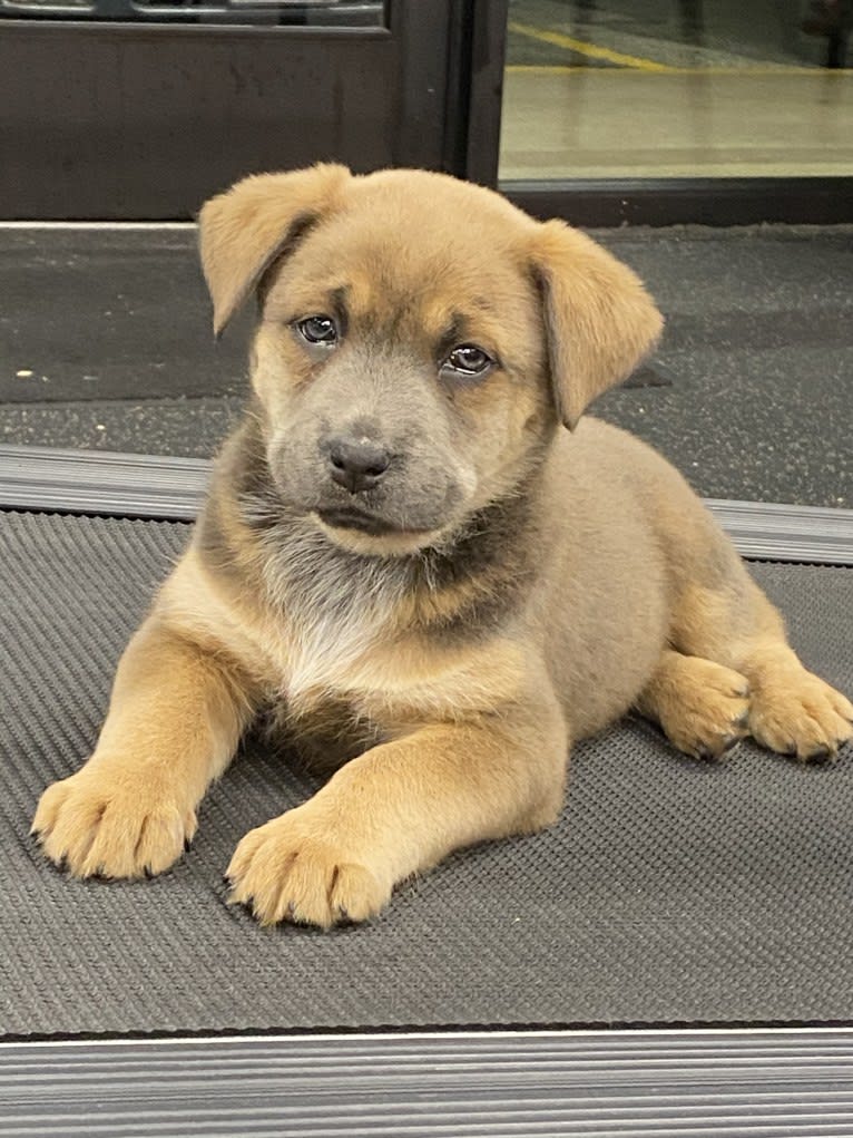 Coco, a German Shepherd Dog and Boxer mix tested with EmbarkVet.com