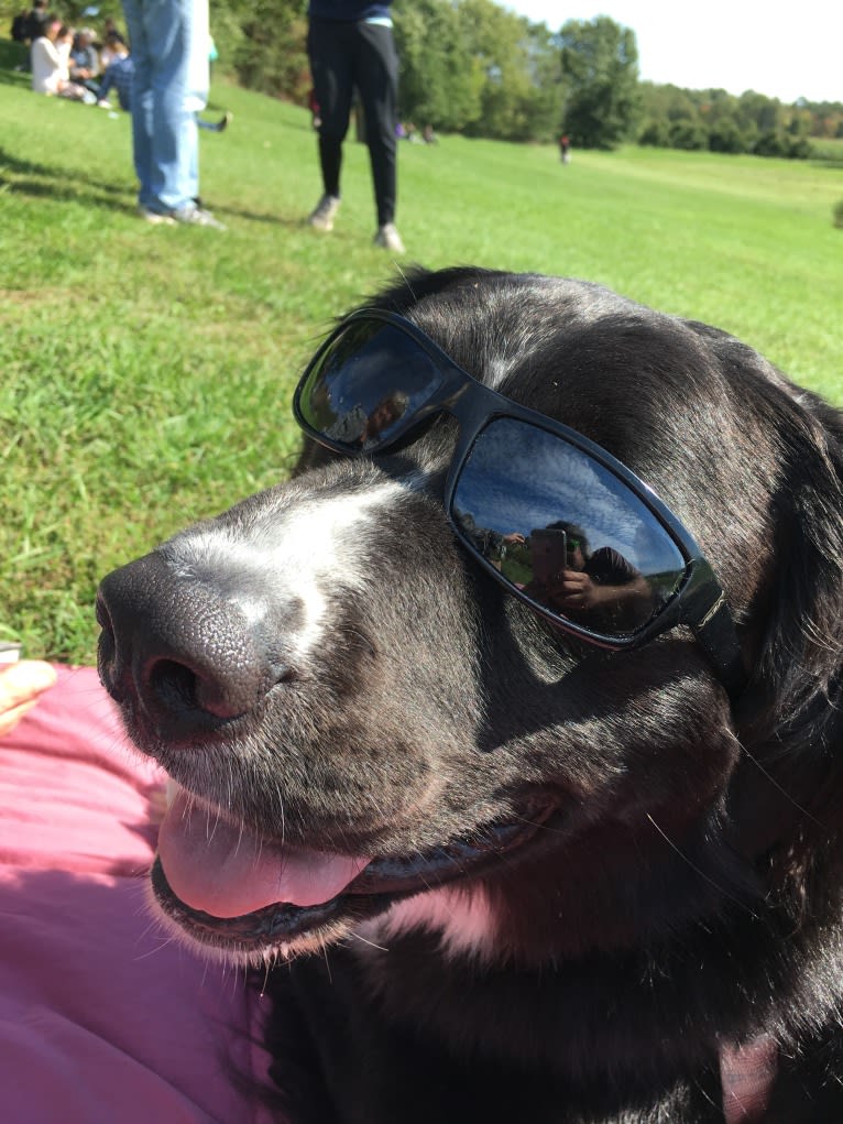 Izzy, a Saint Bernard and Labrador Retriever mix tested with EmbarkVet.com