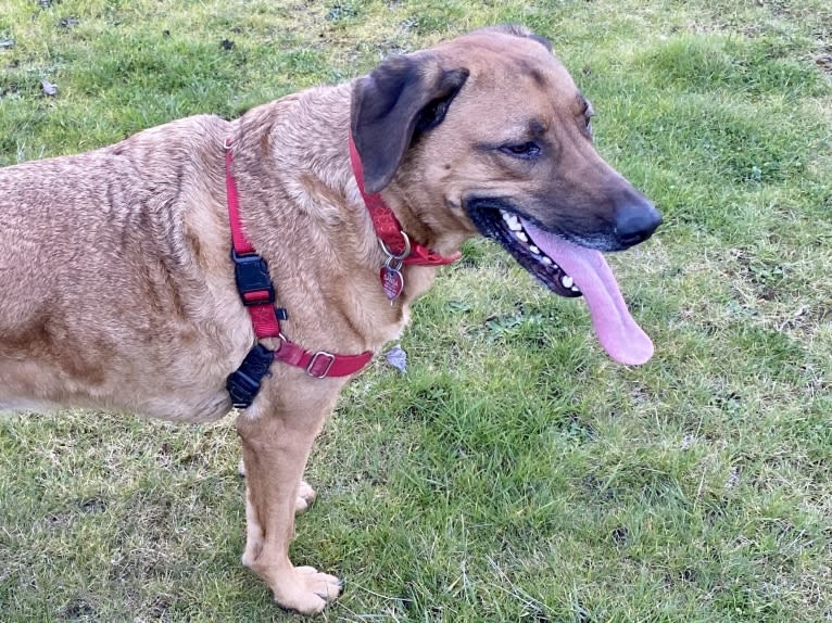 Sansa, a Labrador Retriever and German Shepherd Dog mix tested with EmbarkVet.com