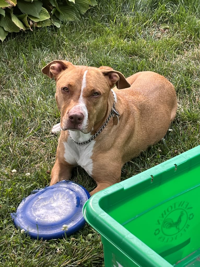 Leo, an American Pit Bull Terrier and Boxer mix tested with EmbarkVet.com