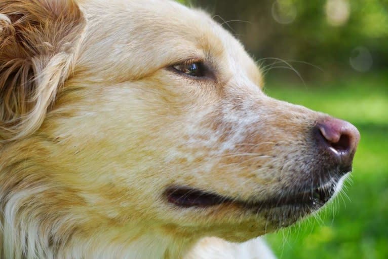 Wendy, a Great Pyrenees and American Pit Bull Terrier mix tested with EmbarkVet.com