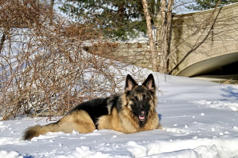 Maya, a German Shepherd Dog tested with EmbarkVet.com