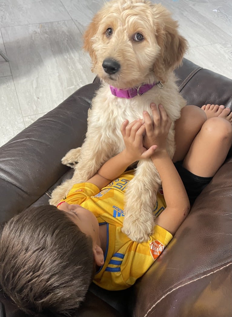 Blossom, a Poodle (Standard) and Golden Retriever mix tested with EmbarkVet.com