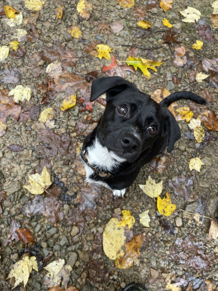 Wexford, a Chihuahua and Dachshund mix tested with EmbarkVet.com