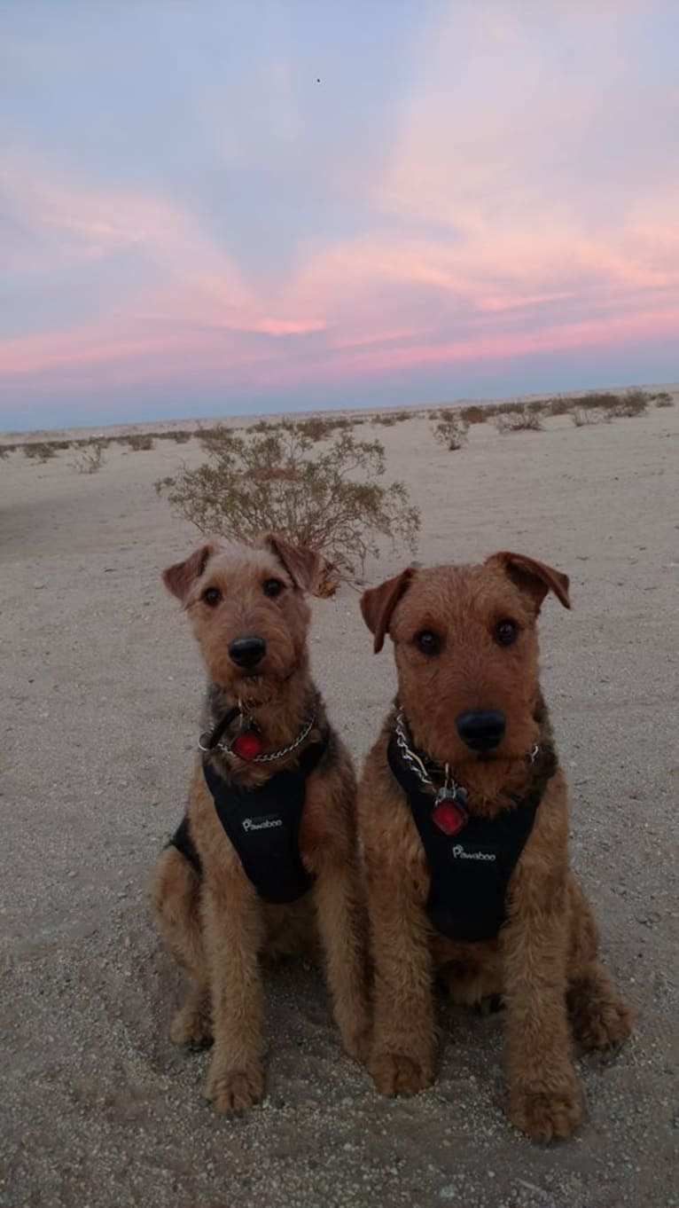 Kratos, an Airedale Terrier tested with EmbarkVet.com