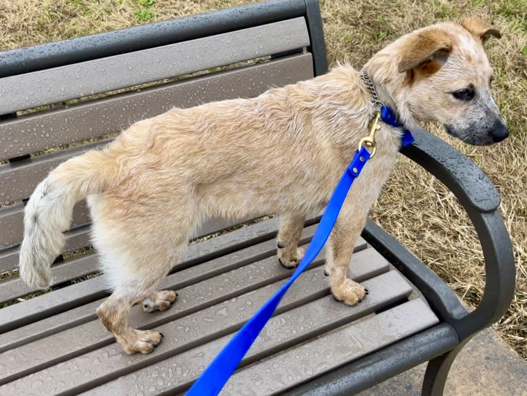 RAWLIE RIGGS, an Australian Cattle Dog and Poodle (Small) mix tested with EmbarkVet.com