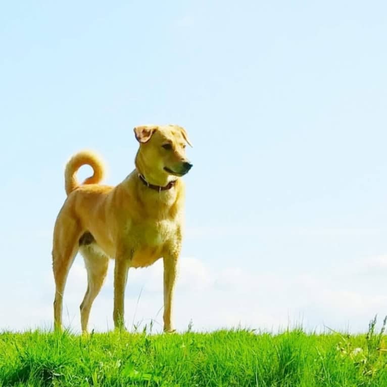 Adi, a South Asian Village Dog tested with EmbarkVet.com