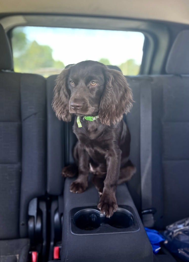 Fey, a Boykin Spaniel tested with EmbarkVet.com