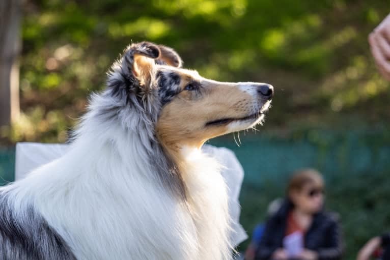 Finn, a Collie tested with EmbarkVet.com